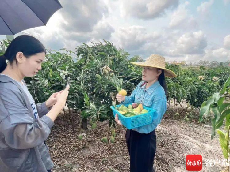 三亚吉阳区启动“一村一电”青年电商人才培育项目