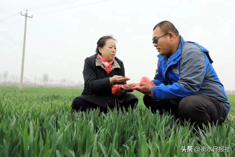 衡水学院积极推进科技成果转化—— “土得保”有机肥助力我市绿色农业发展