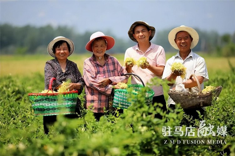 驻马店驿城区：小小金银花 开出“致富路”