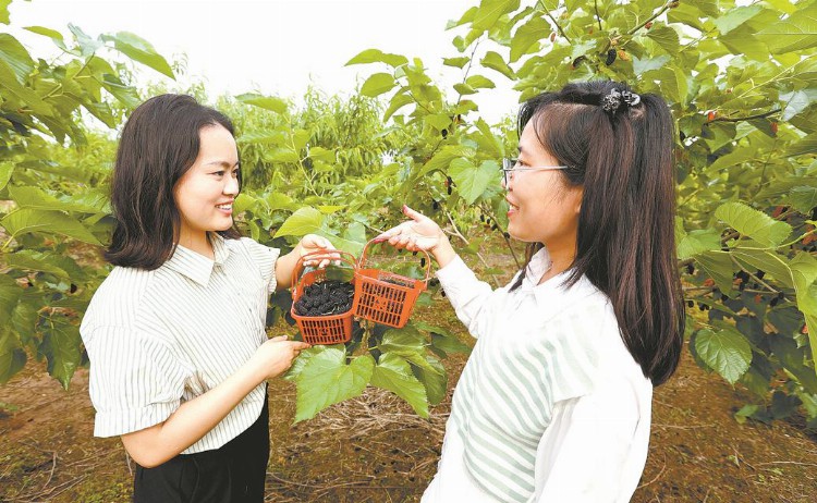 市民在黄州新农夫桑葚园采摘桑葚