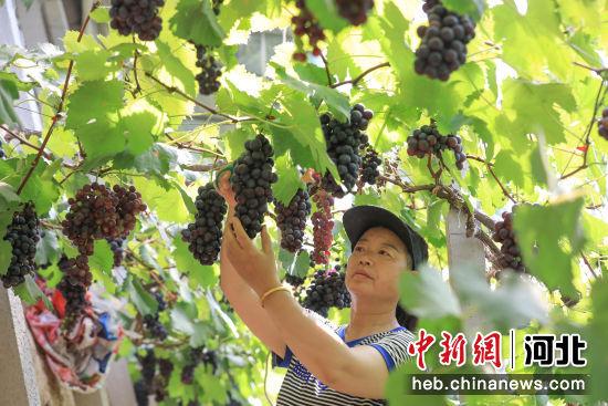 石家庄赵县：设施农业助农增收