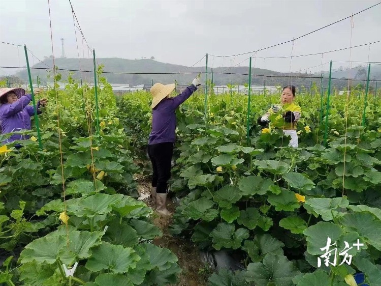 省农科院专家团队赴丰顺汤南镇开展科技服务，聚力做大绿色蔬菜产业