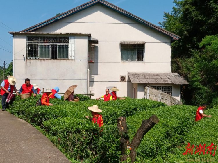 沅陵县老干部服务中心： 为驻村茶场纾困解难 拓宽销售渠道