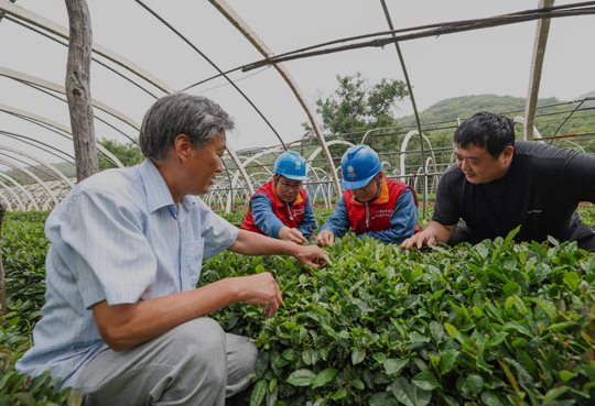 国网济南供电公司“电炒茶”助力现代农业绿色发展