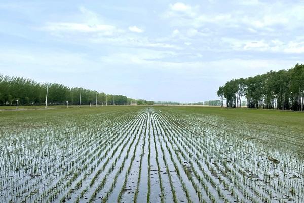 北大荒集团梧桐河农场应用生物有机肥助力农业绿色发展