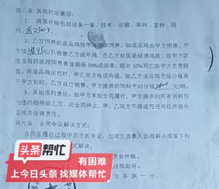 晨意帮忙丨3千多只鸡苗几乎死光，新手养殖户质疑被骗，卖家：他不同意补苗还威胁我