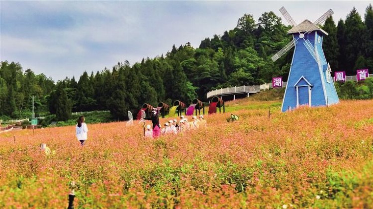 苦荞种出甜  风景美成诗——凤凰县以“荞”为媒推动农旅融合发展