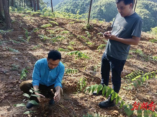 冷市镇首家黄精文化体验馆开业，黄精产业进入发展新阶段