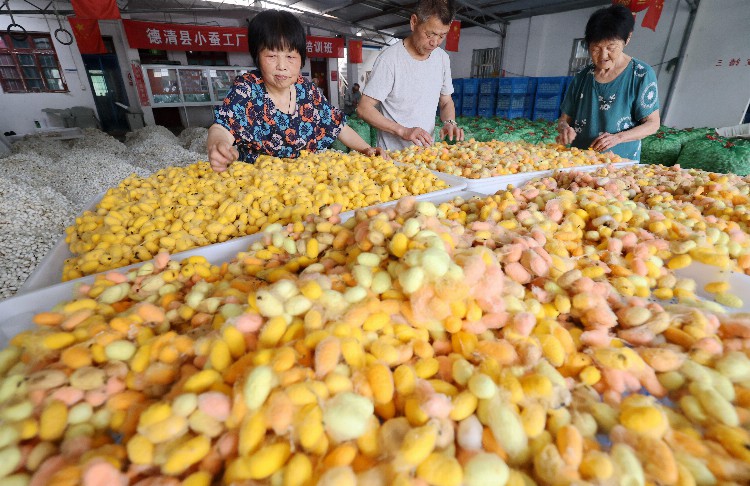 #（经济）浙江德清：蚕茧丰收助增收