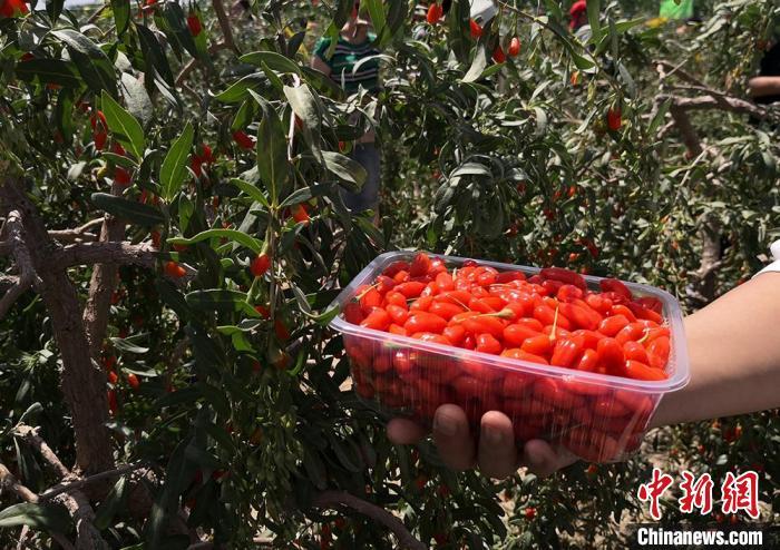 甘肃靖远邀客“续缘”枸杞园：为国家地标产品树品牌延链条