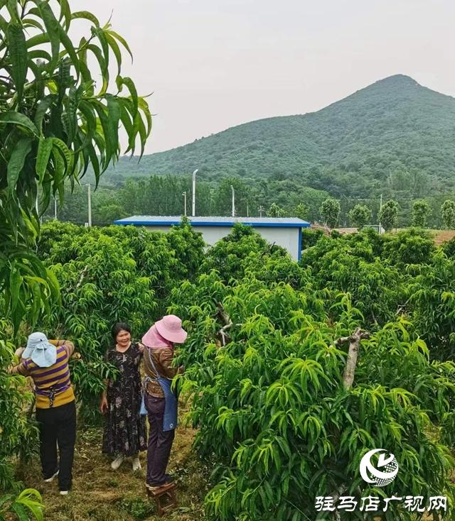 驻马店驿城区：特色产业为乡村振兴蓄势赋能