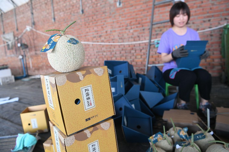 京郊新品种网纹甜瓜“马里奥”上市 最佳采摘期仅一个月