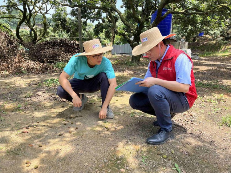 东莞：政策性农险为农户定损理赔