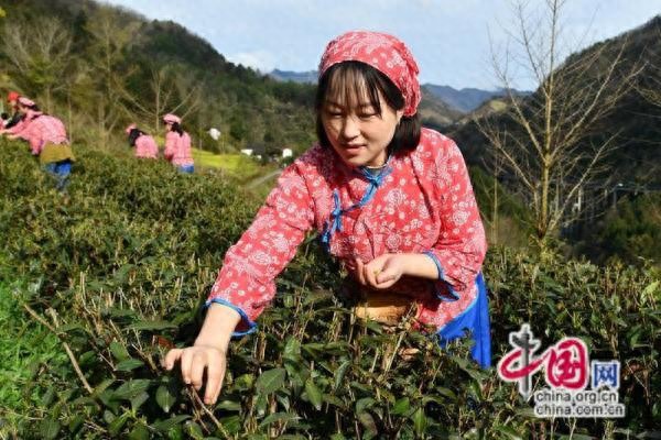 四川青川：在高质量发展轨道上谱写绿色崛起新篇章