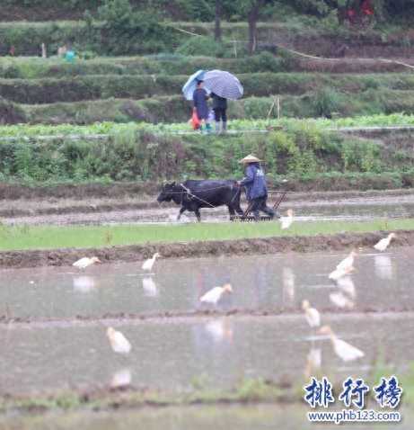 青岛十大强镇排名