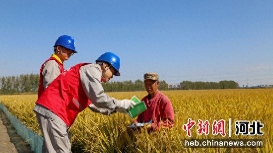 河北曹妃甸：电力服务助秋收