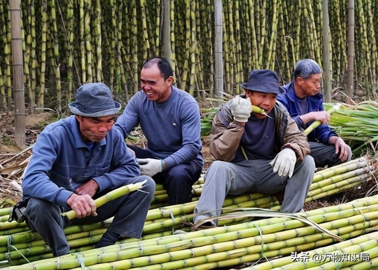 甘蔗渣变废为宝身价翻几十倍成印度摇钱树中国为何不效仿